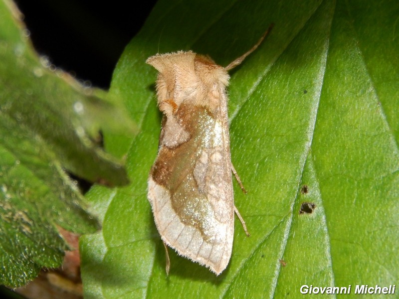 Noctuidae da ID